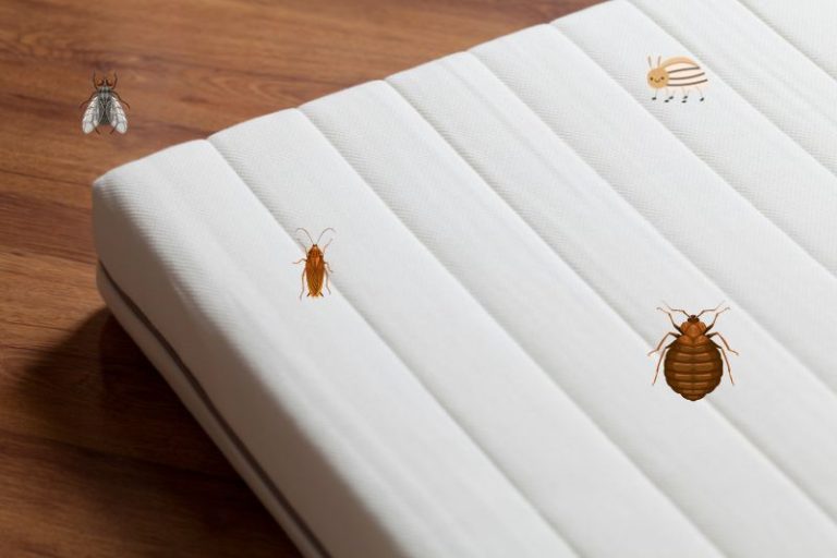 Can a Floor Model Mattress Have Bed Bugs? (REVEALED!) » Mattress Vela