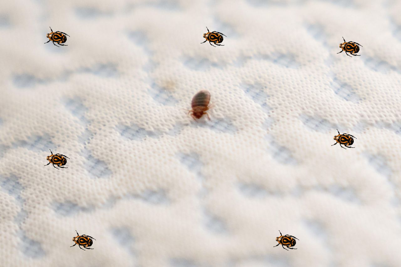 can bed bugs air mattress