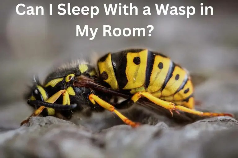 Can I Sleep With a Wasp in My Room? Risks/Safety Precautions!