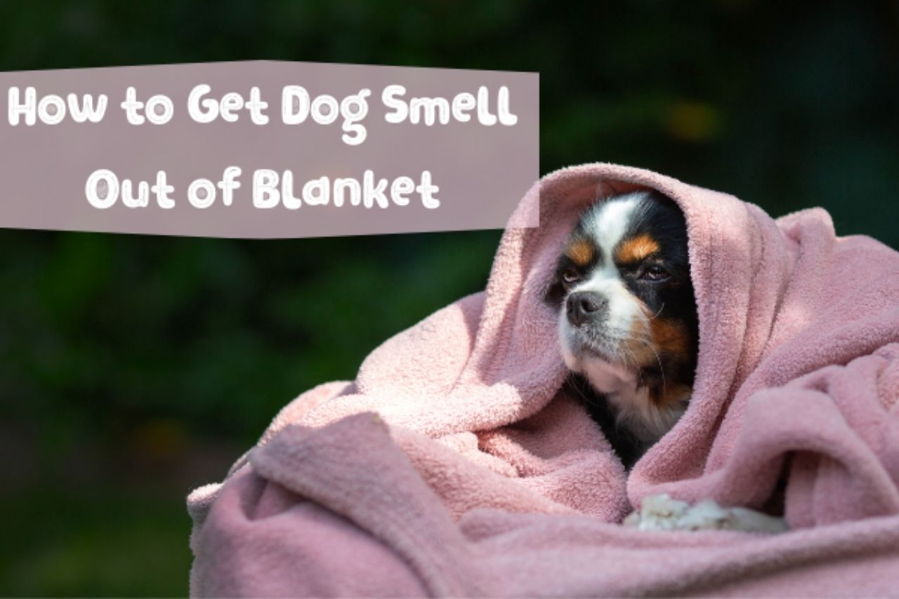 How to Get Dog Smell Out of Blankets? (A Complete Guide!) » Mattress Vela