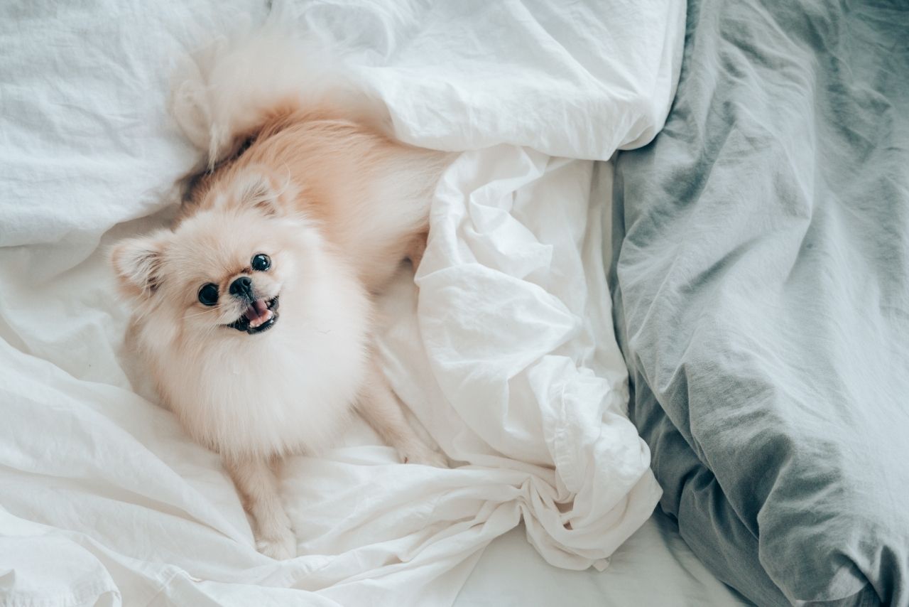Why Do Dogs Lick Blankets?