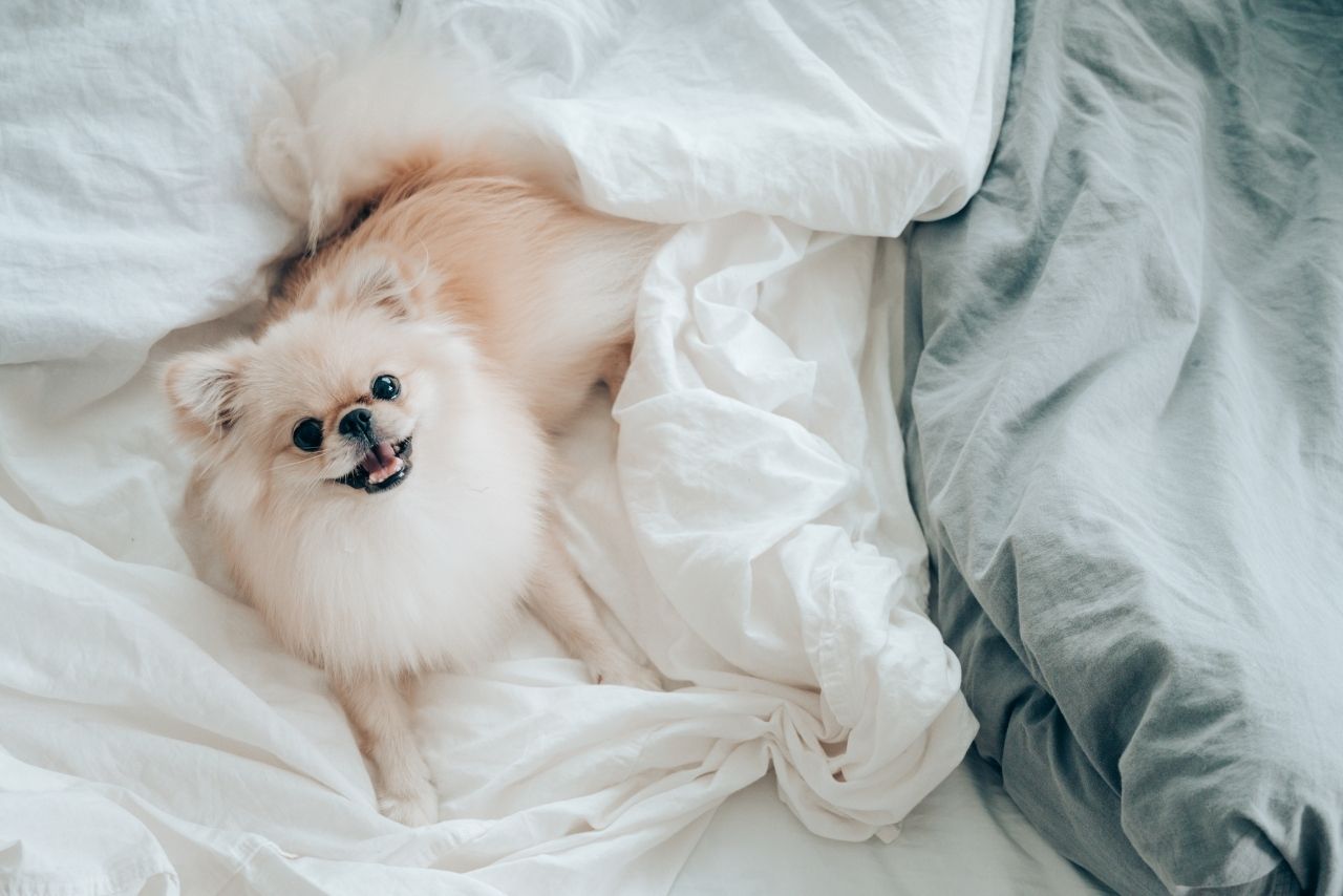 Why Do Dogs Lick Blankets? (The Surprising Reasons!) » Mattress Vela