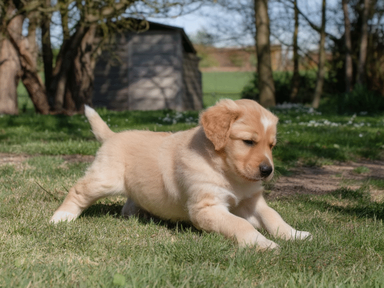 Can a 10 Week Old Puppy Go in the Garden?