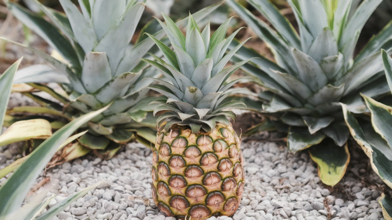 Can You Plant the Top Of A Pineapple And Will It Grow?